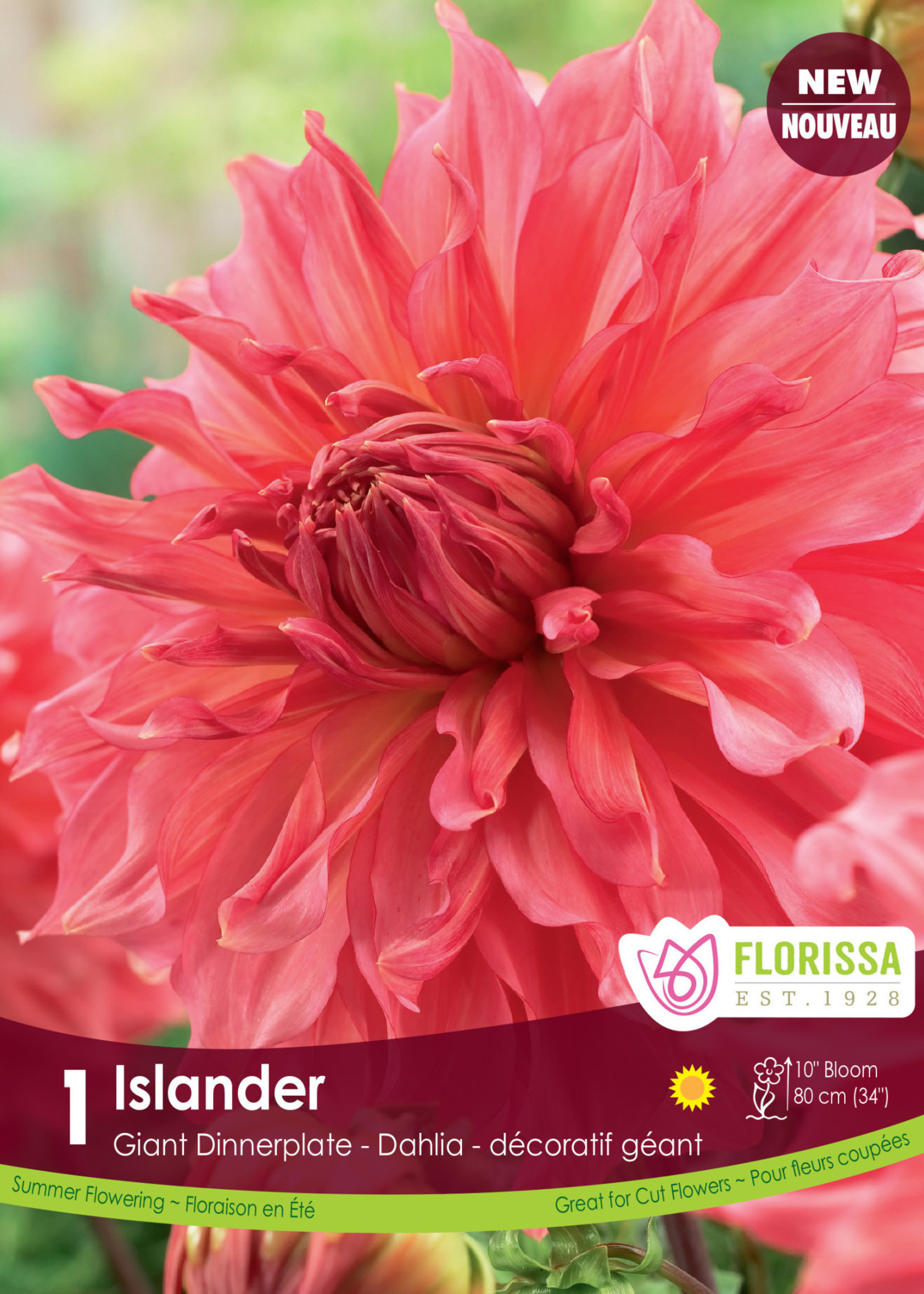 Florissa Islander Dahlia 1/pkg