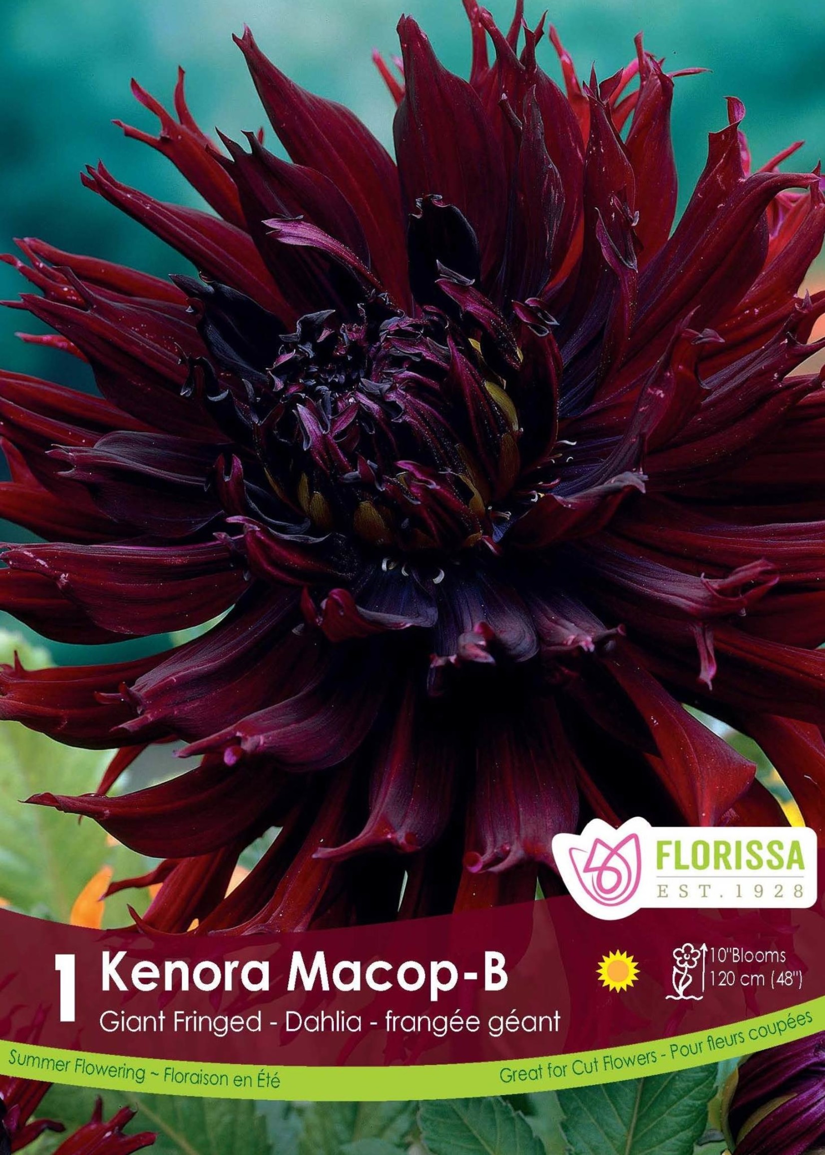 Florissa Kenora Macob Dahlia 1/pkg
