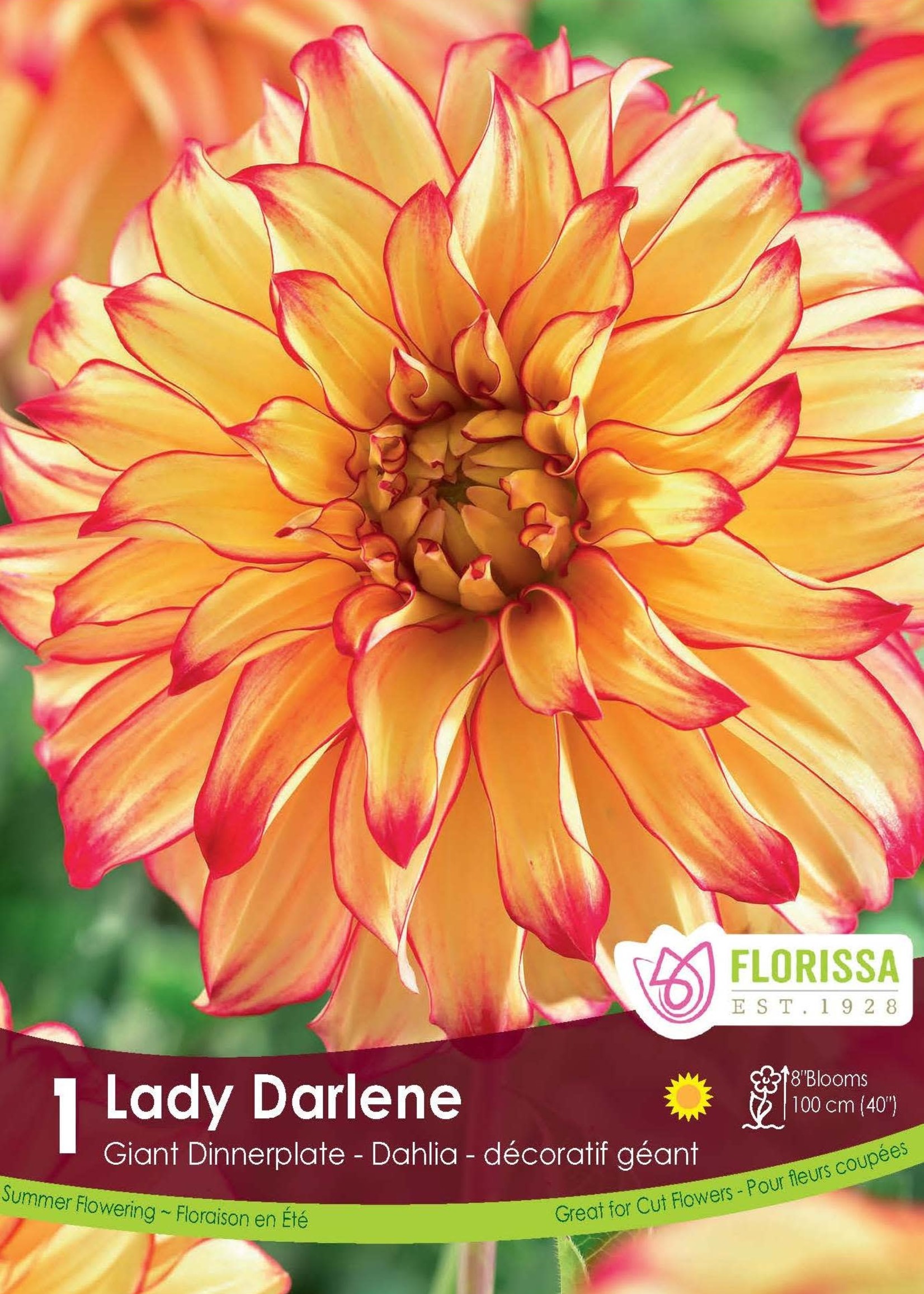 Florissa Lady Darlene Dahlia 1/pkg