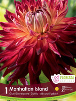 Florissa Manhattan Island Dahlia 1/pkg