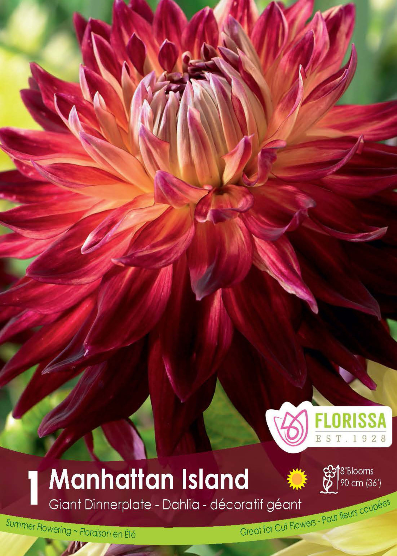 Florissa Manhattan Island Dahlia 1/pkg
