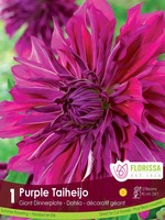 Florissa Purple Taheijo Dahlia 1/pkg