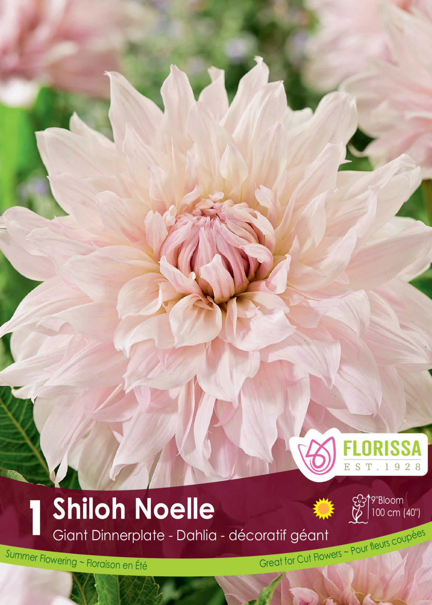 Florissa Shiloh Noelle Dinnerplate Dahlia 1/pkg 327-414-65