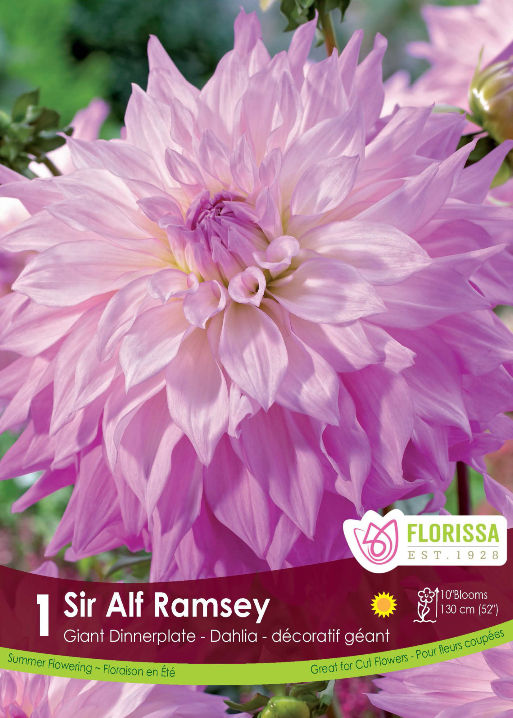Florissa Sir Alf Ramsey Dinnerplate Dahlia 1/pkg 327-414-80