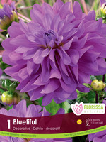 Florissa Bluetiful Dahlia 1/pkg