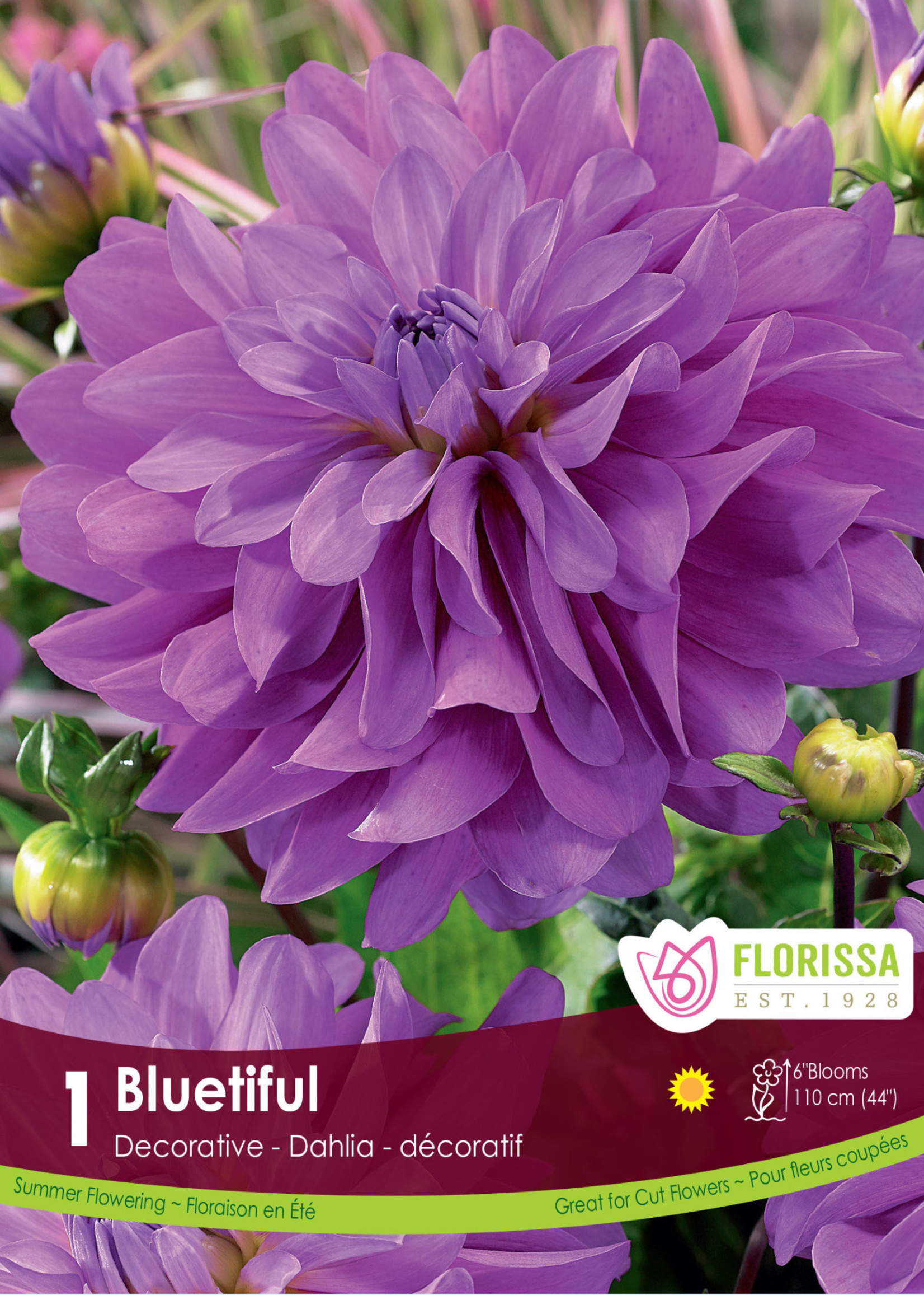 Florissa Bluetiful Dahlia 1/pkg