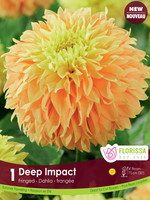 Florissa Deep Impact Fringed Dahlia 1/pkg 327-416-20