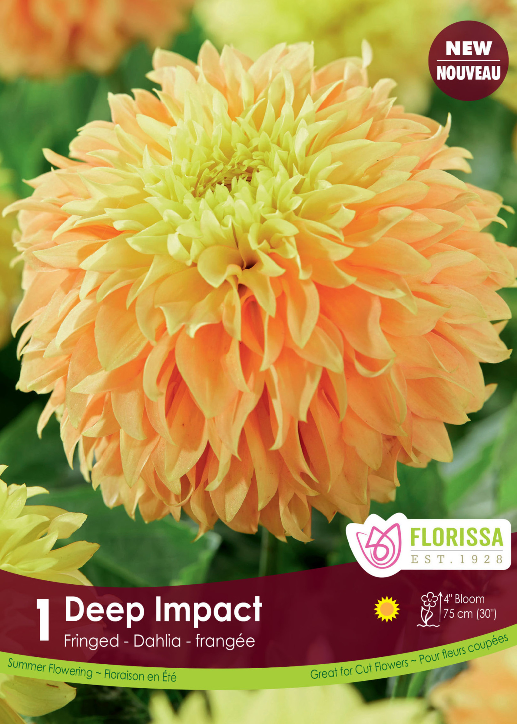 Florissa Deep Impact Fringed Dahlia 1/pkg 327-416-20