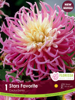 Florissa Star's Favourite Dahlia 1/pkg