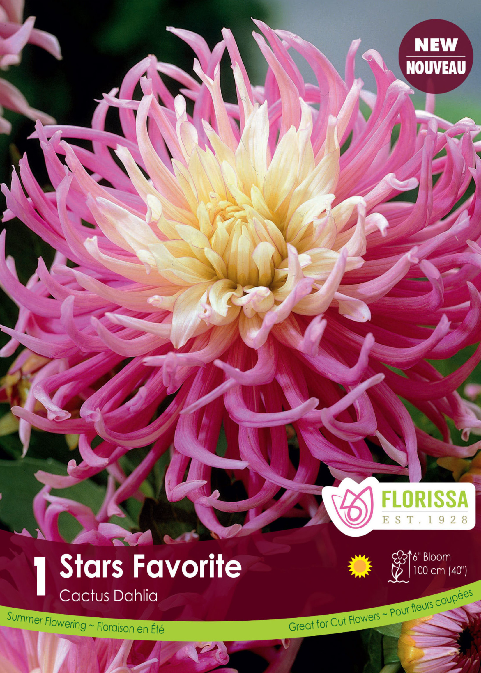 Florissa Star's Favourite Dahlia 1/pkg