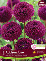 Florissa Addison June Dahlia 1/pkg