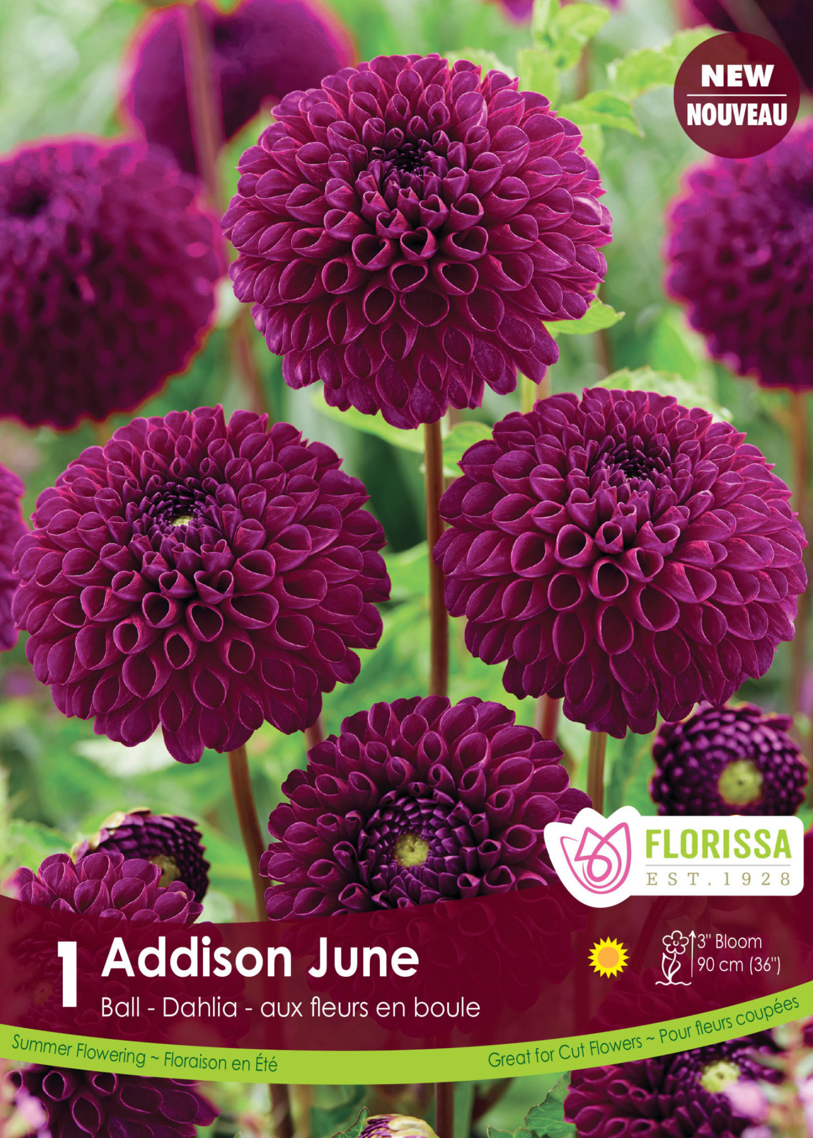 Florissa Addison June Dahlia 1/pkg
