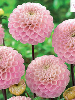 Florissa Wizard of Oz Dahlia 1/pkg 327-424-60