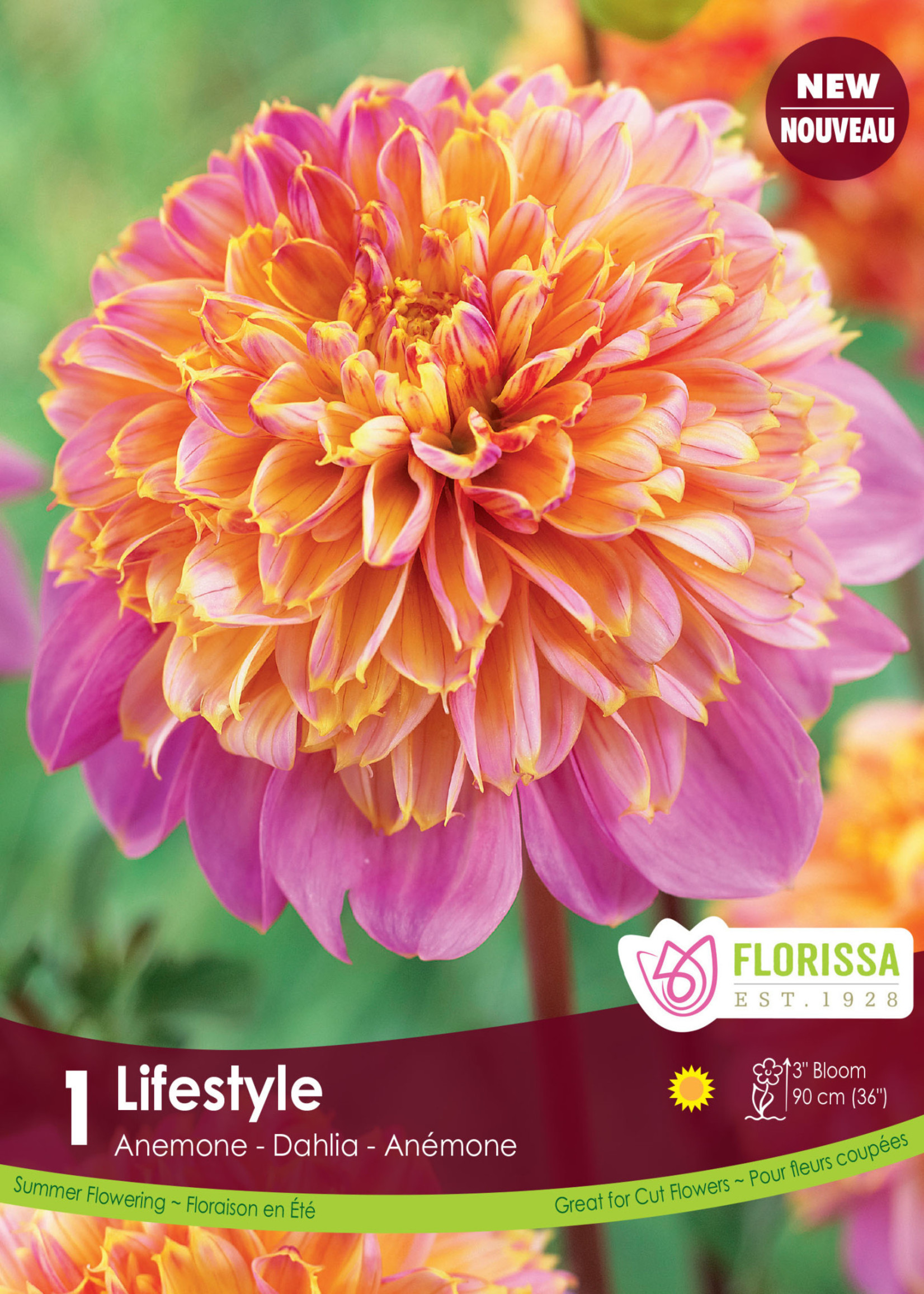 Florissa Lifestyle Anemone Dahlia 1/pkg