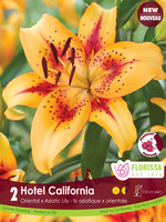 Florissa Hotel California Lily 2/pkg