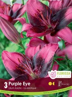 Florissa Purple Eye Lily 3/pkg