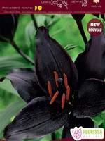 Florissa Secret Kiss Lily 3/pkg 335-110-28