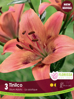 Florissa Tinilco Lily 3/pkg