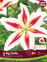 Florissa Big Smile Lily 1/pkg