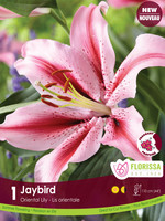 Florissa Jay Bird Lily 1/pkg