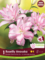 Florissa Roselily Anouska Double Lily 1/pkg 335-120-55