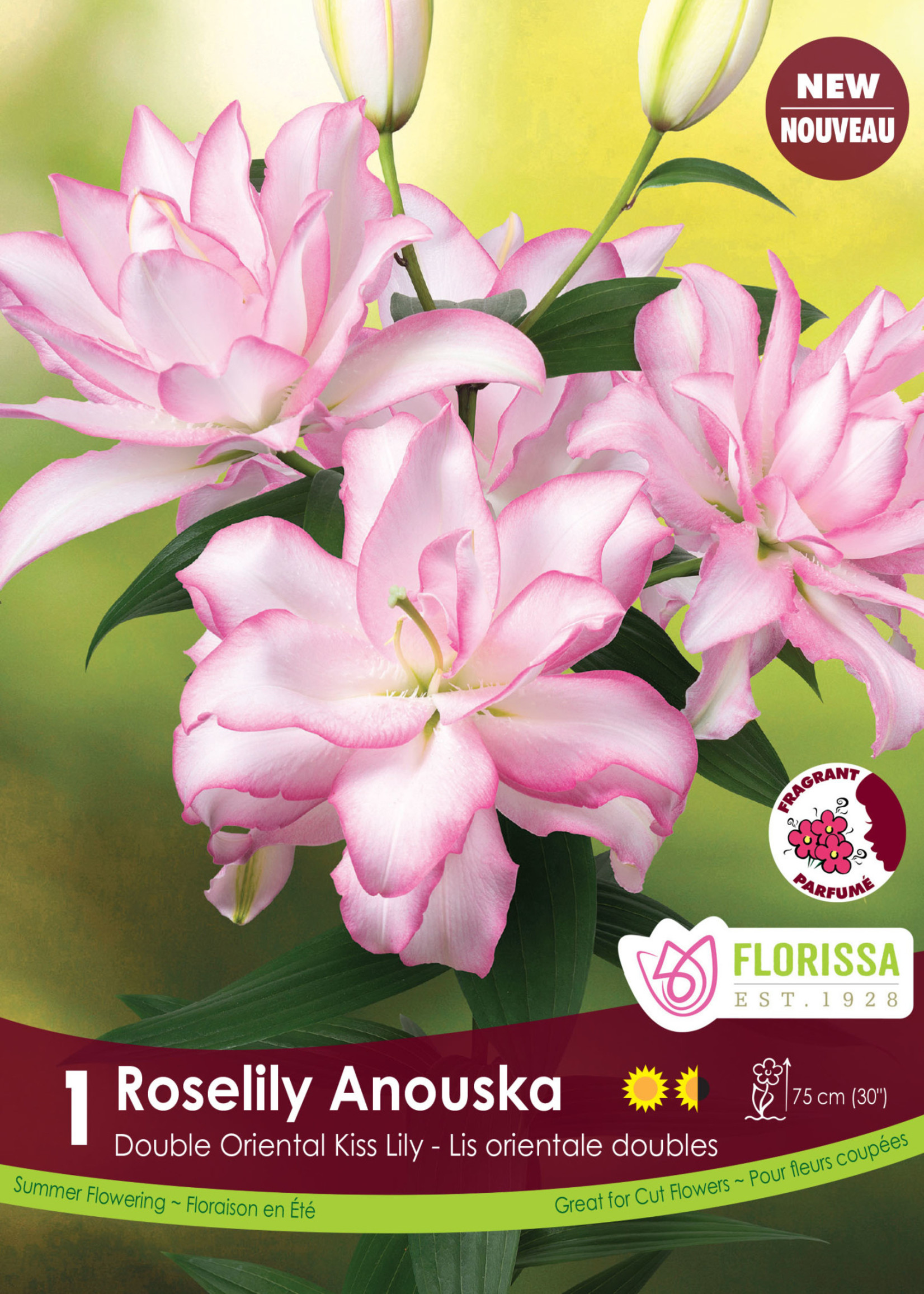 Florissa Roselily Anouska Double Lily 1/pkg 335-120-55