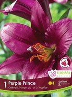 Florissa Purple Prince Lily 1/pkg 335-122-21