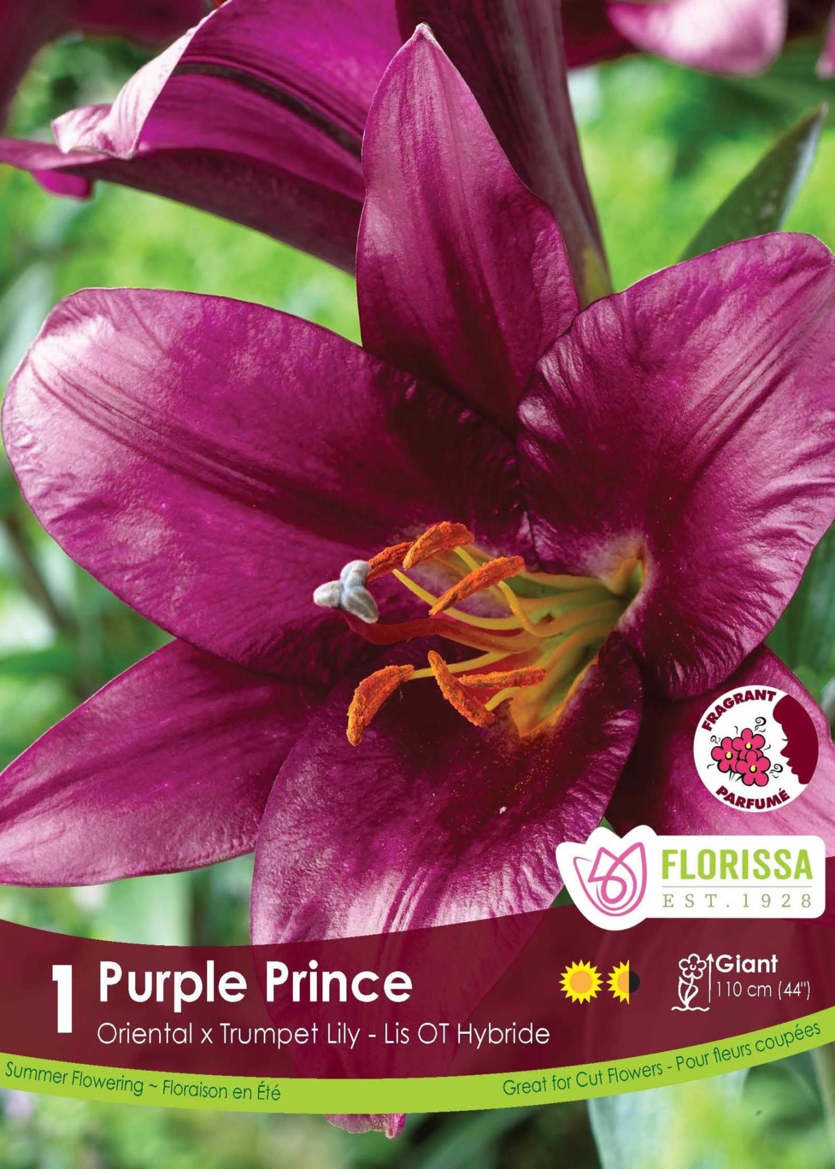 Florissa Purple Prince Lily 1/pkg 335-122-21