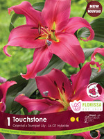 Florissa Touchstone Lily 1/pkg 335-122-24