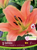 Florissa Zelmira Lily 1/pkg