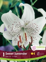Florissa Sweet Surrender Tiger Lily 1/pkg