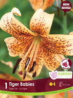 Florissa Tiger Babies Tiger Lily 1/pkg