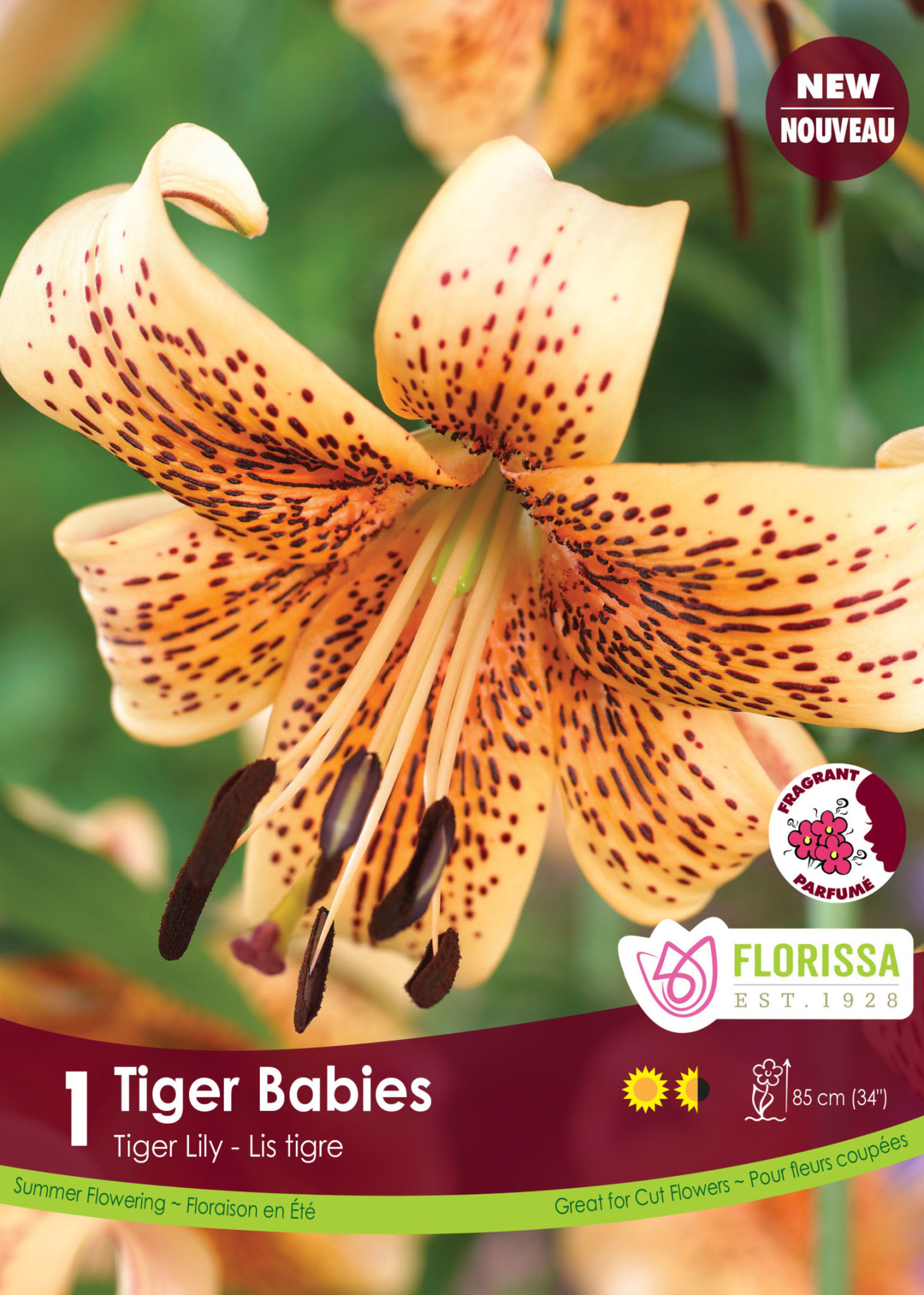 Florissa Tiger Babies Tiger Lily 1/pkg