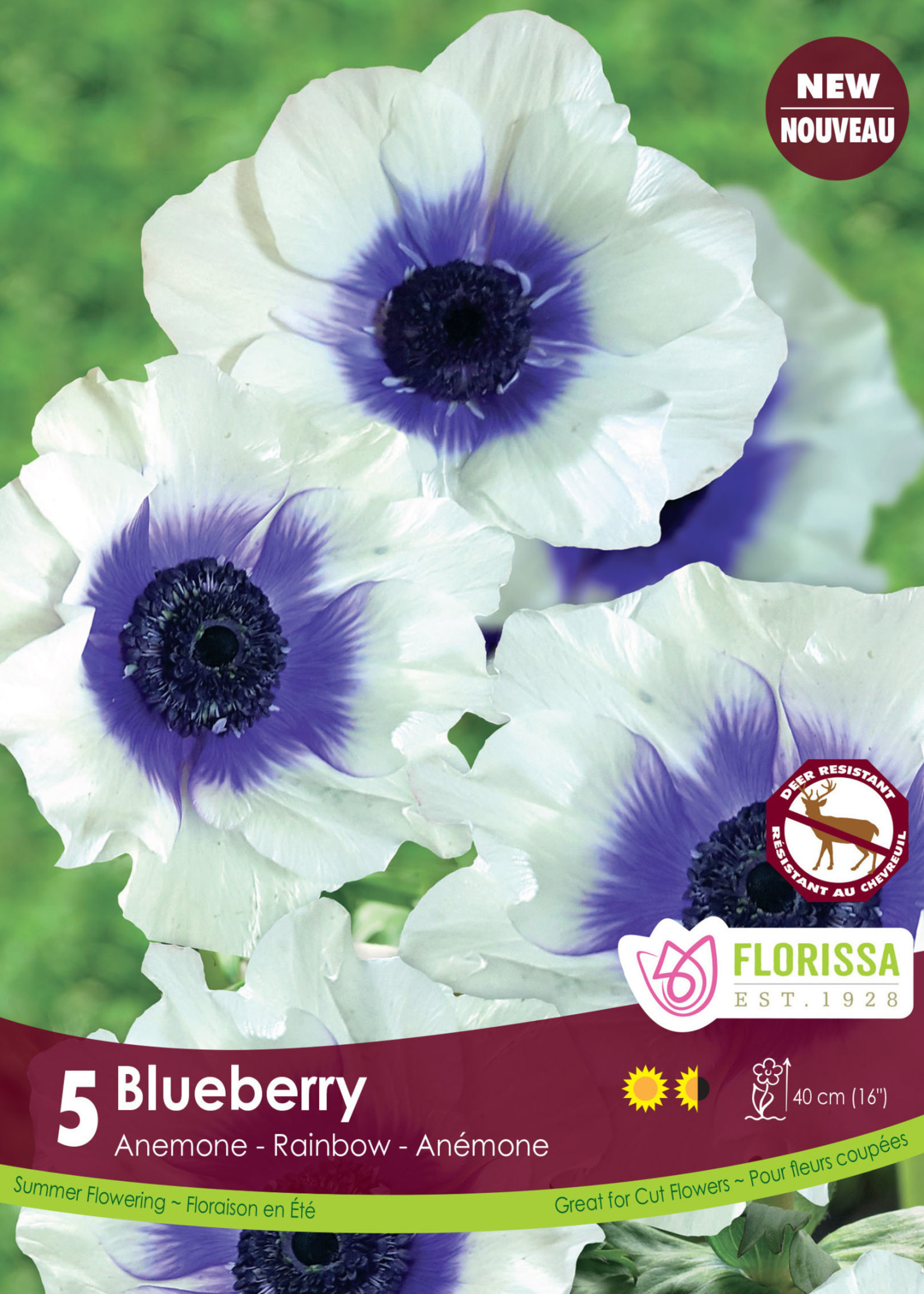 Florissa Rainbow Blueberry Anemone 5/pkg