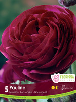 Florissa Pauline Ranuncules 5/pkg