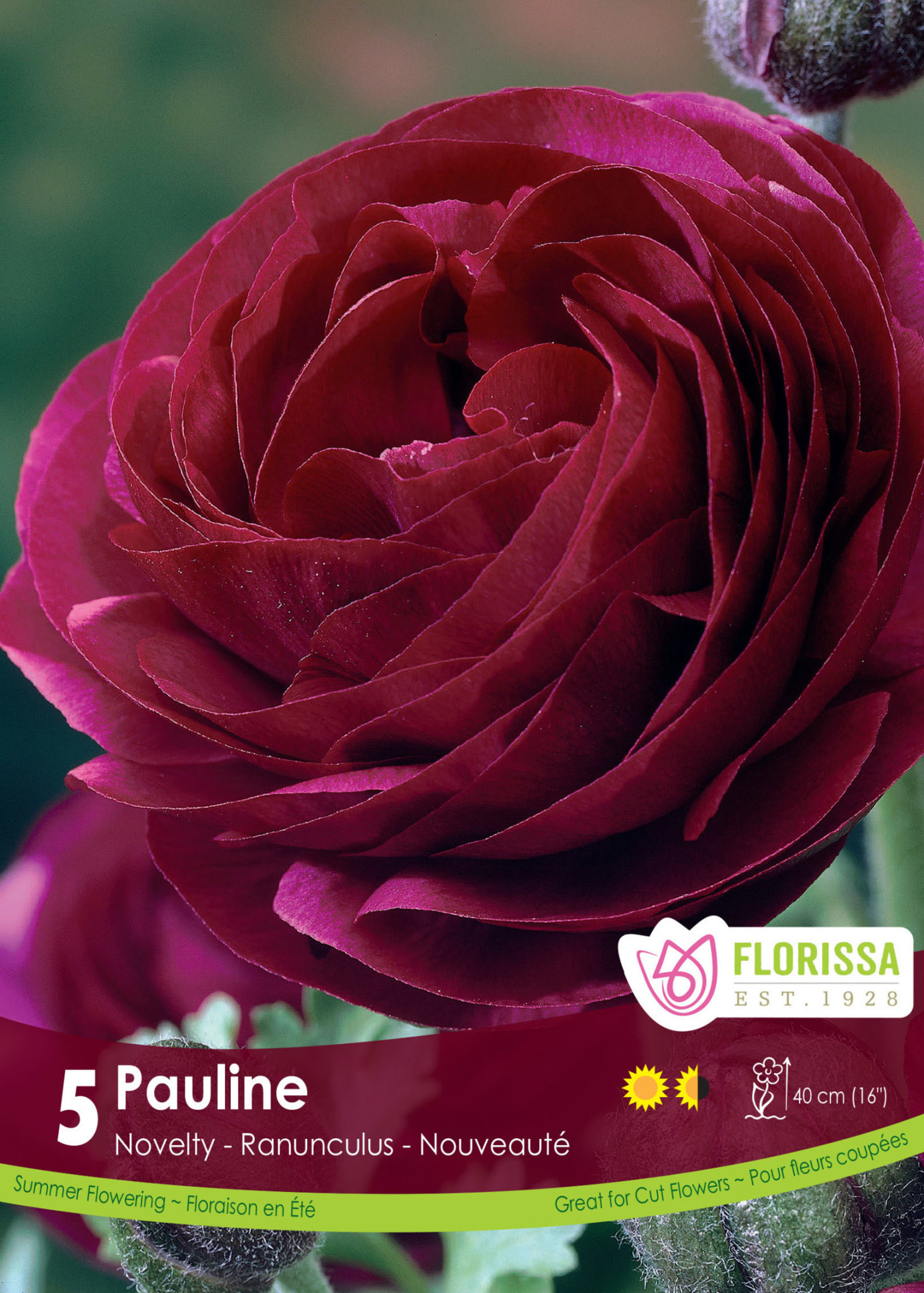 Florissa Pauline Ranuncules 5/pkg