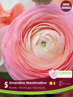 Florissa Amandine Marshmallow Ranuncules 5/pkg