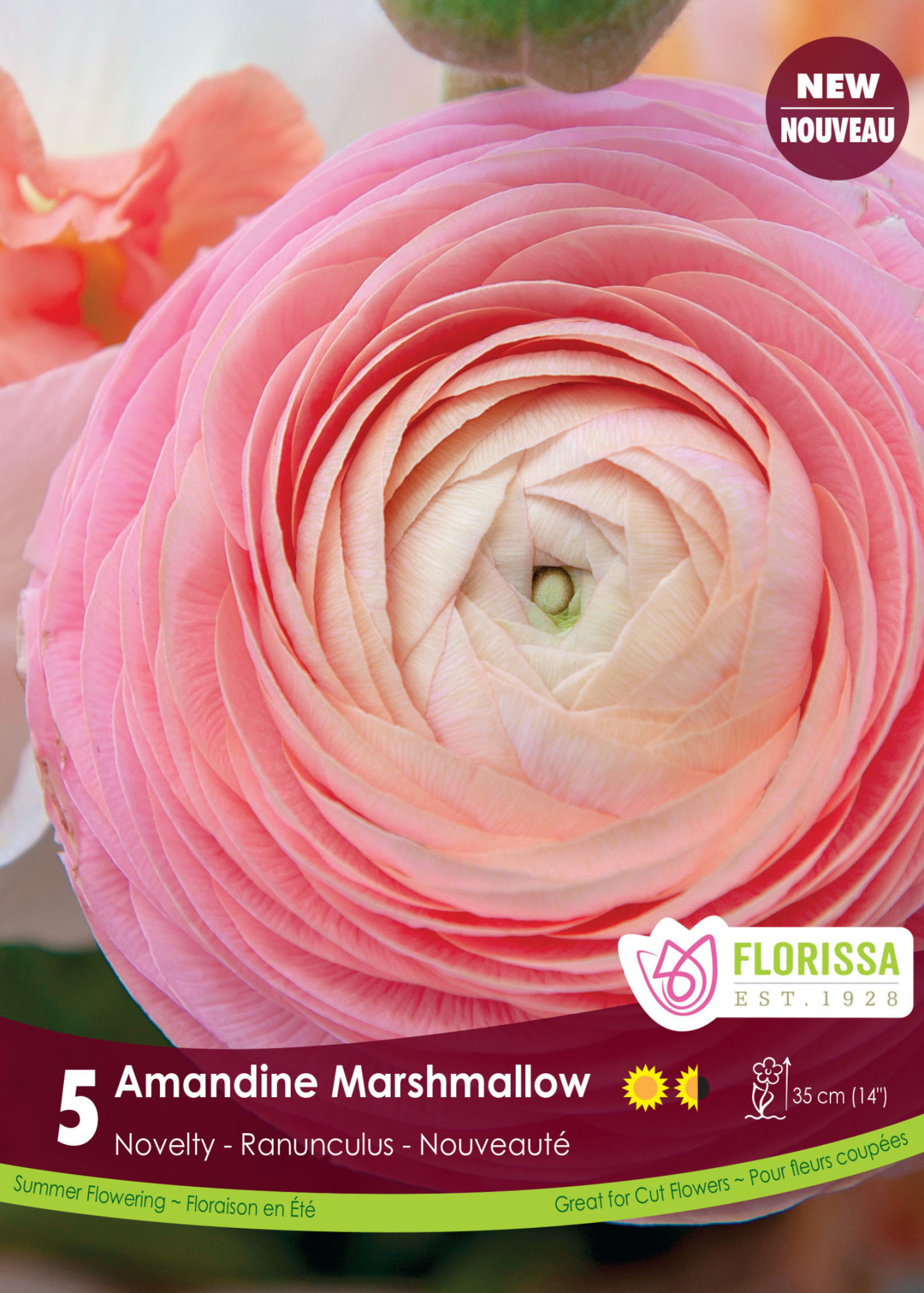 Florissa Amandine Marshmallow Ranuncules 5/pkg