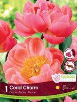 Florissa Coral Charm Peony 1/pkg