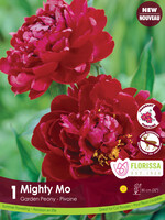 Florissa Mighty Mo Peony 1/pkg