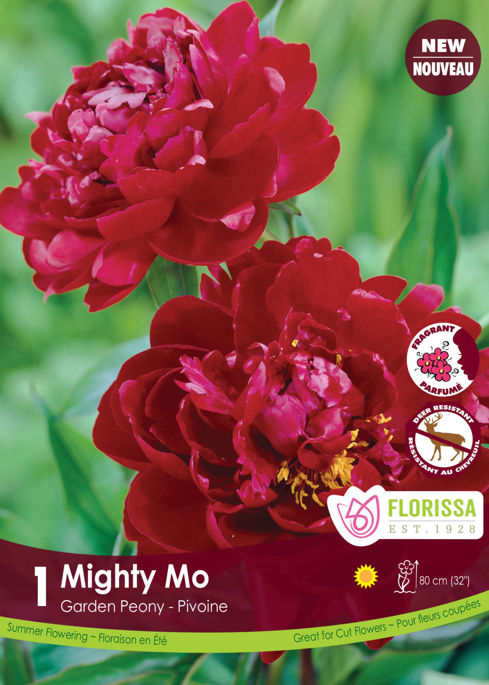 Florissa Mighty Mo Peony 1/pkg