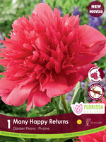 Florissa Many Happy Returns Peony 1/pkg