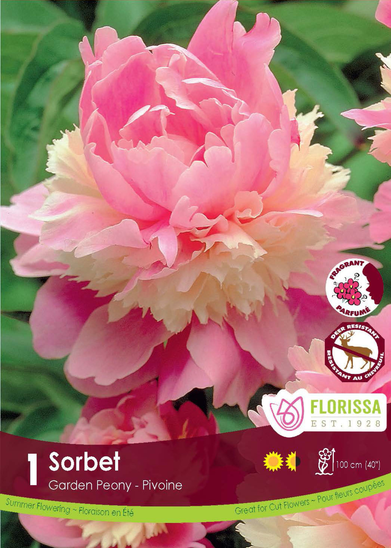 Florissa Sorbet Peony 1/pkg