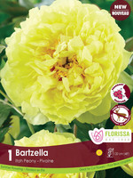 Florissa Bartzella Itoh Peony 1/pkg