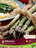Florissa Millennium Asparagus 5/pkg