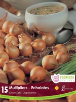 Florissa Multiplier Onion 15/pkg 340-240-01
