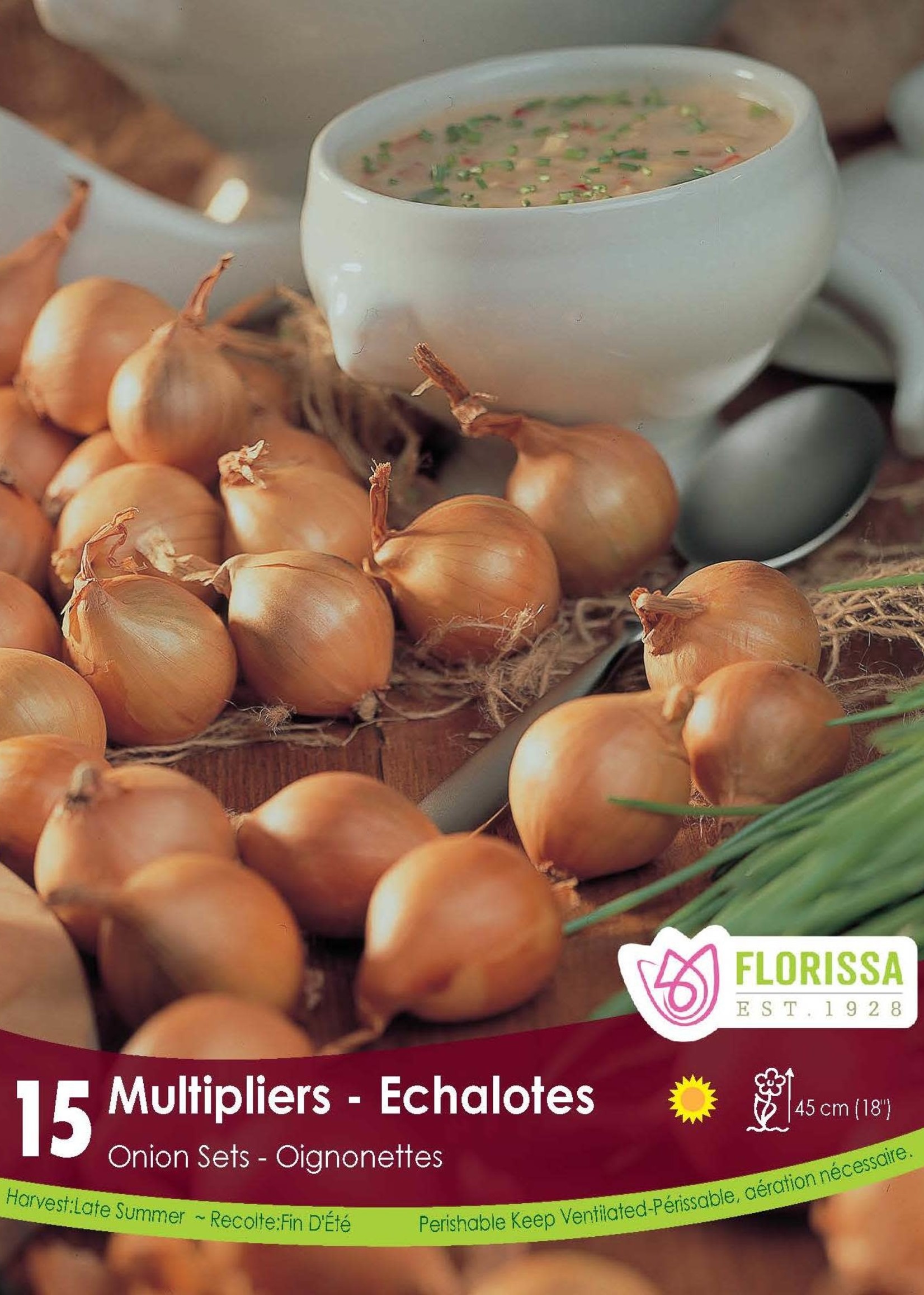 Florissa Multiplier Onion 15/pkg 340-240-01