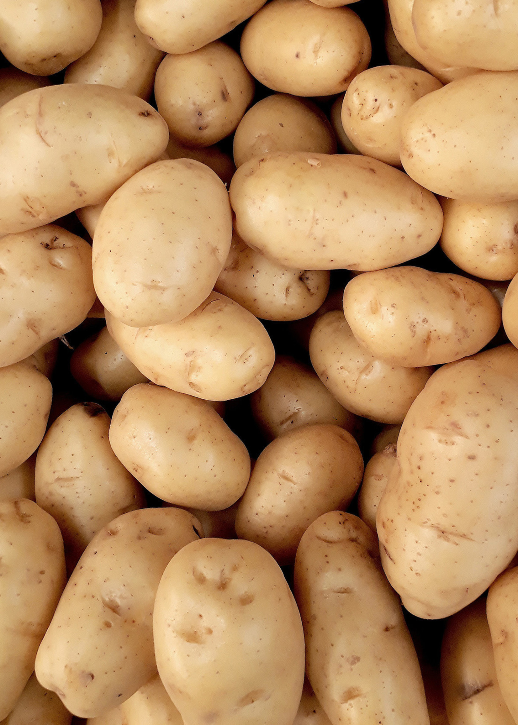 Florissa 2 kg Kennebec Potato 340-400-01