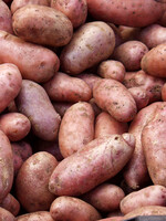 Florissa 2 kg Norland Potato 340-360-01