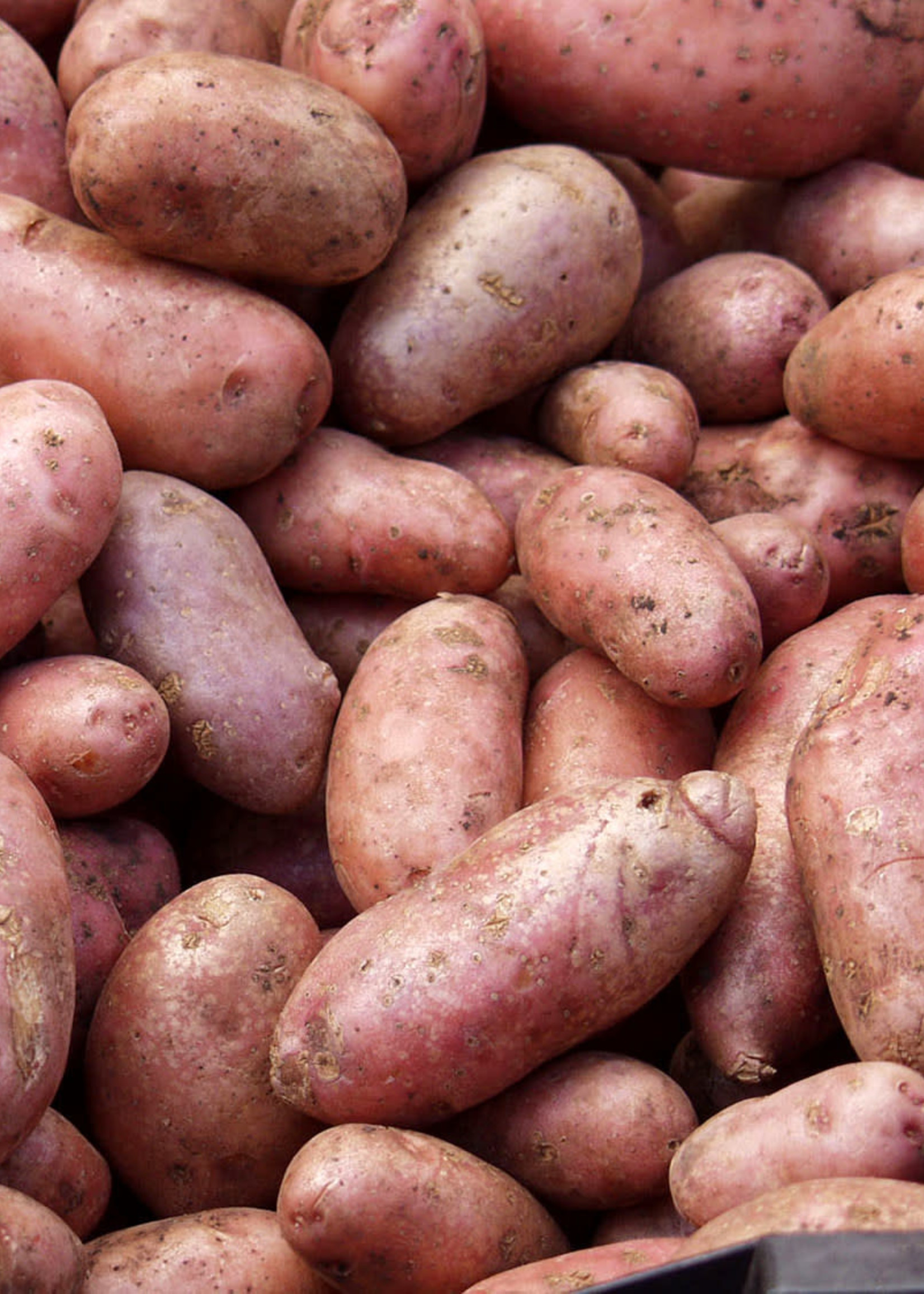 Florissa 2 kg Norland Potato 340-360-01